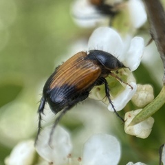 Phyllotocus macleayi