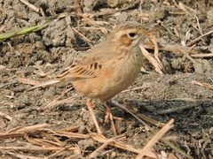 Anthus rufulus