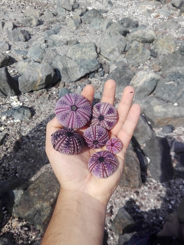 Black Sea Urchin (Arbacia nigra) · iNaturalist