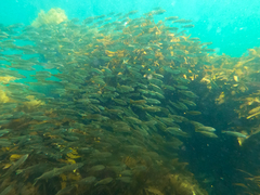 Helotes octolineatus