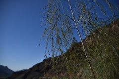 Asparagus plocamoides