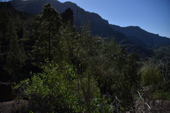 Asparagus plocamoides