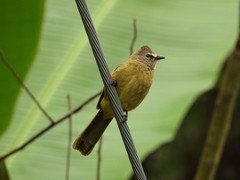 Pycnonotus flavescens