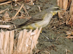 Motacilla tschutschensis