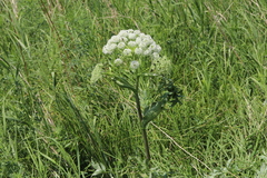 Angelica dahurica