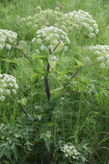 Angelica dahurica