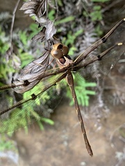 Telephlebia godeffroyi