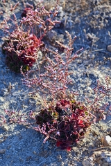 Limonium companyonis
