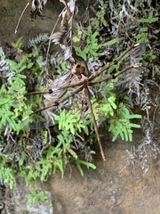 Telephlebia godeffroyi