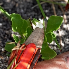 Viola cleistogamoides