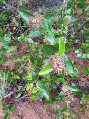 Miconia fallax