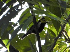 Machlolophus spilonotus