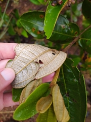 Miconia fallax
