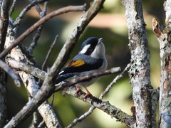 Pteruthius aeralatus