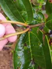 Miconia fallax