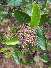 Miconia fallax