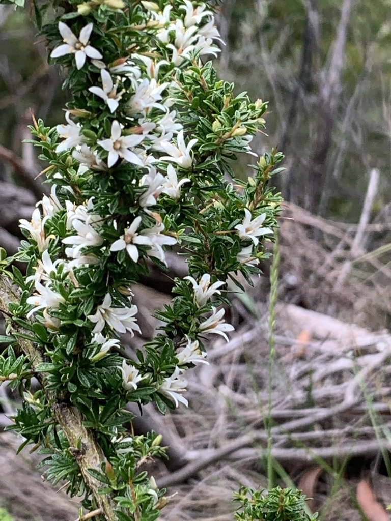 Bursaria longisepala
