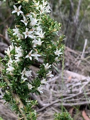 Bursaria longisepala
