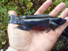 Crenicichla lepidota