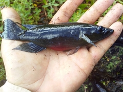 Crenicichla lepidota