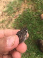Rhinella mirandaribeiroi