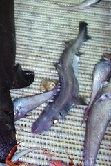 Arrowhead Dogfish photo 1