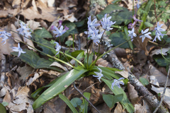 Scilla monanthos