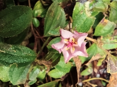 Melastoma dodecandrum