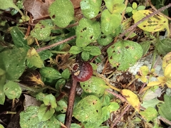 Melastoma dodecandrum