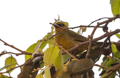 Ploceus brachypterus