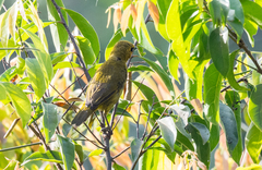 Ploceus brachypterus