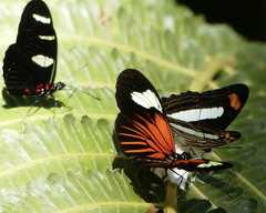 Heliconius xanthocles