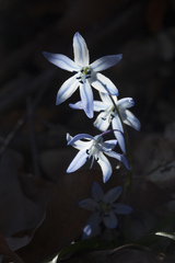 Scilla monanthos