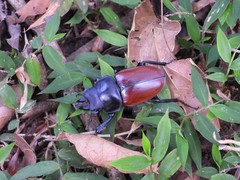 Neolucanus robustus maekajanensis