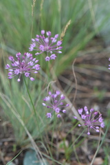 Allium pallasii