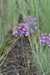 Allium pallasii