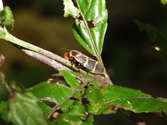 Phymatostetha stalii