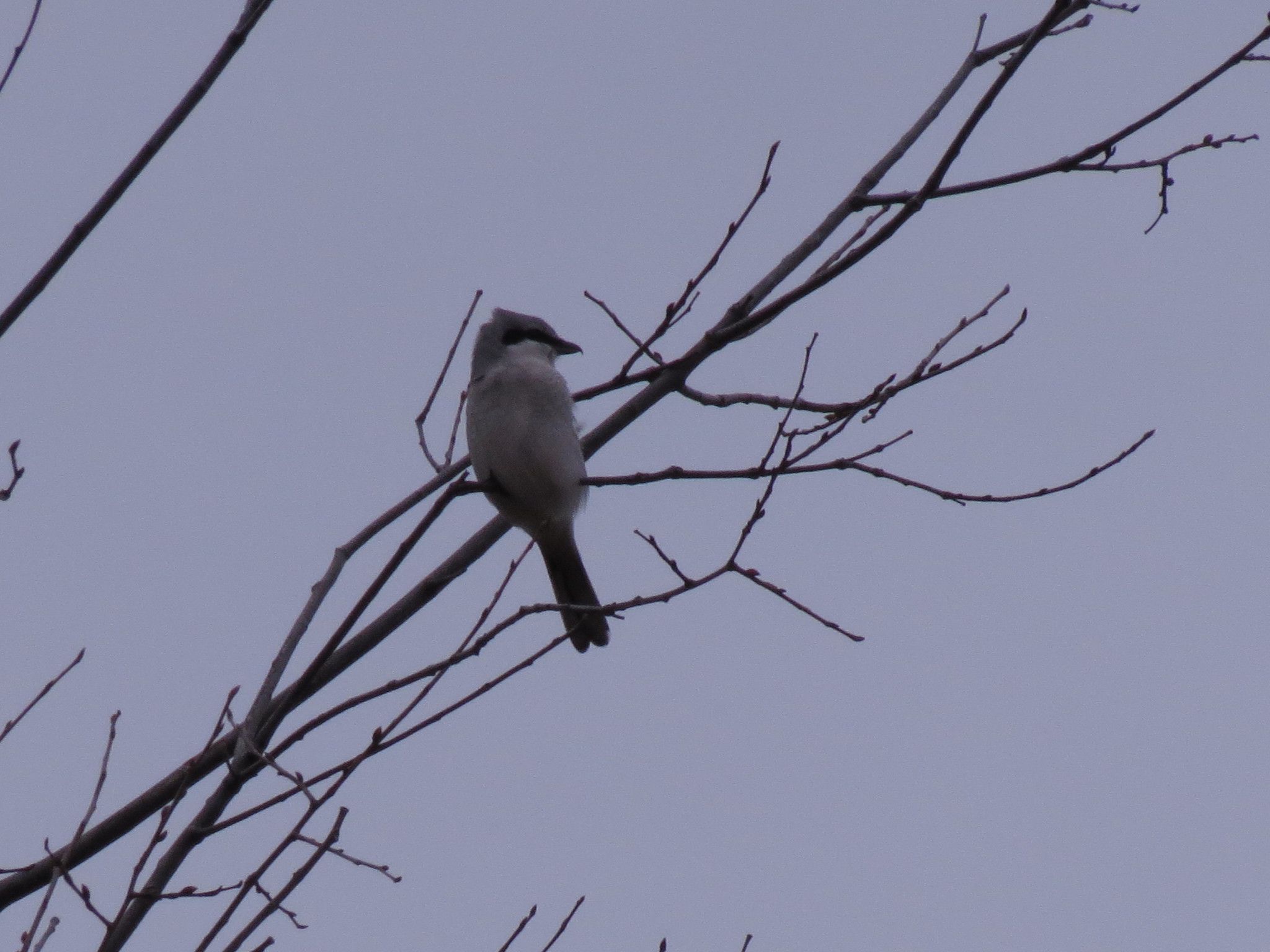 Northern Shrike