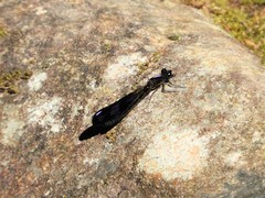 Aristocypha fenestrella