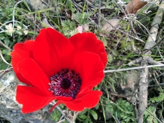 Anemone coronaria