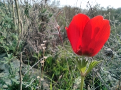 Anemone coronaria