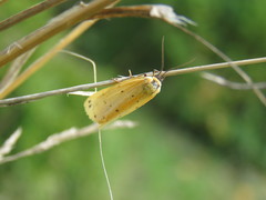 Setina irrorella