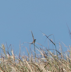 Cisticola juncidis