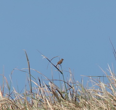 Cisticola juncidis