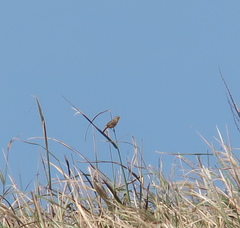 Cisticola juncidis