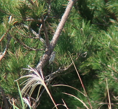 Muscicapa dauurica