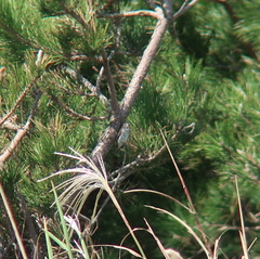 Muscicapa dauurica