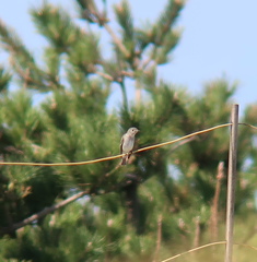 Muscicapa dauurica