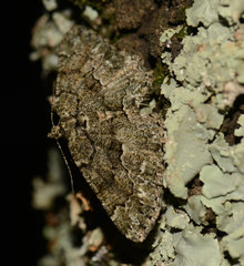 Peribatodes ilicaria