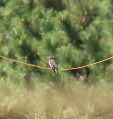 Muscicapa dauurica